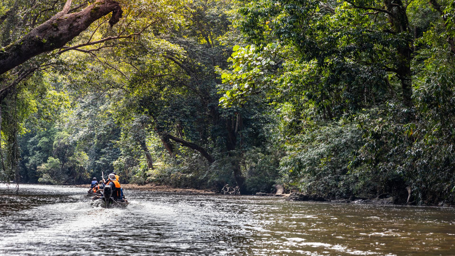 Scenic river cruise on Tahan River through jungle